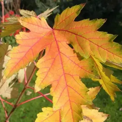 Клен серебристый в Солигорске