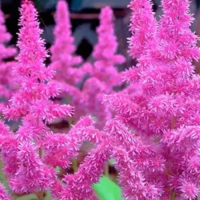 Астильба АМЕТИСТ Арендса в Солигорске