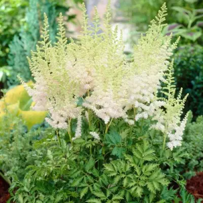 Астильба МИЛК ЭНД ХАНИ китайская в Солигорске