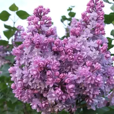 Сирень КОЛХОЗНИЦА в Солигорске