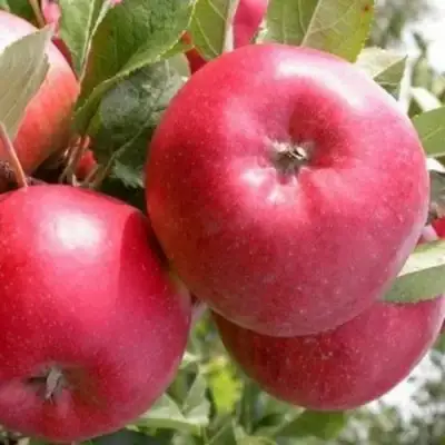 Яблоня ПОСПЕХ в Солигорске