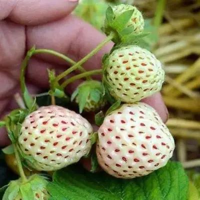 Клубника АНАНАСА ремонтантная в Солигорске