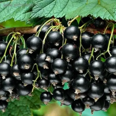 Смородина черная БЕН КОНАН в Солигорске