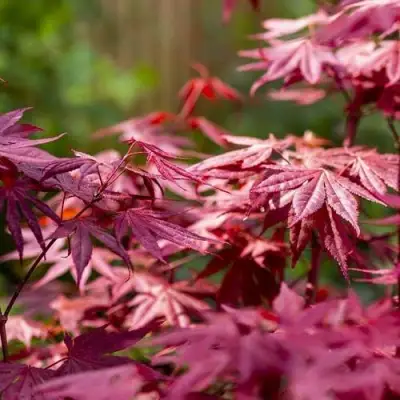 Клен дланевидный АТРОПУРПУРЕУМ в Солигорске