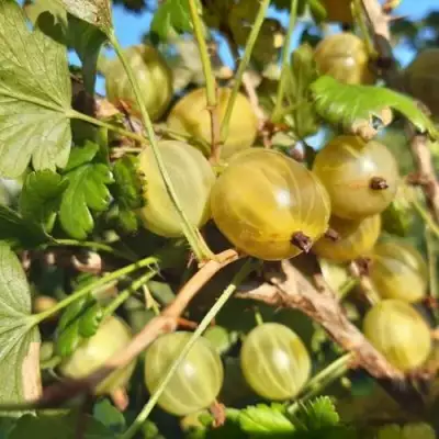 Крыжовник БЕЛОРУCСКИЙ САХАРНЫЙ 2 в Солигорске