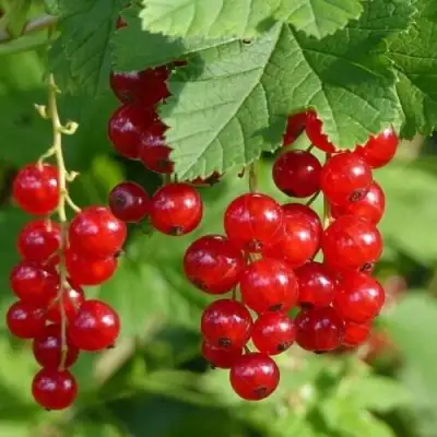 Смородина красная РОНДОМ в Солигорске