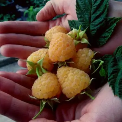 Малина ЗЮГАНА ЗОЛОТАЯ в Солигорске