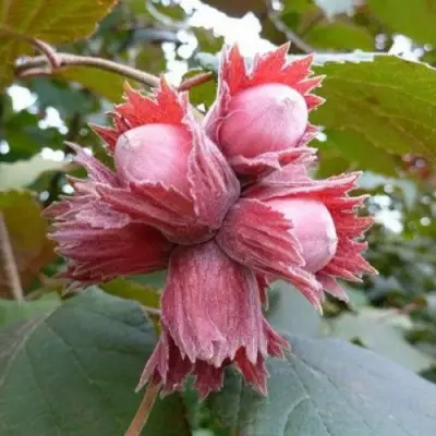 Фундук СКАРЛЕТТ в Солигорске