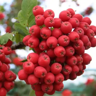 Рябина АЛАЯ КРУПНАЯ сладкоплодная в Солигорске
