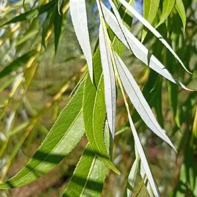 Ива ВИТЕЛЛИНА белая  в Солигорске