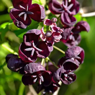 Акебия ПЯТЁРНАЯ  в Солигорске