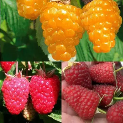 Комплект ЗОЛОТАЯ МАЛИНА в Солигорске