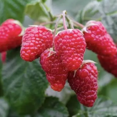 Малина МАРОСЕЙКА в Солигорске