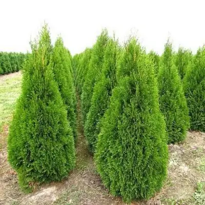 Туя СМАРАГД западная в Солигорске