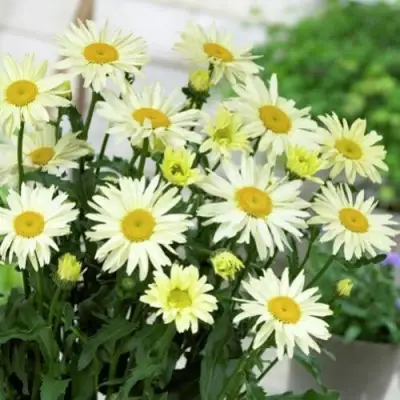 Нивяник БРОДВЕЙ ЛАЙТС великолепный в Солигорске