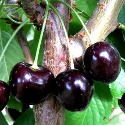 Вишня ШОКОЛАДНИЦА в Солигорске