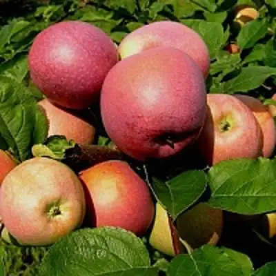 Яблоня СЛАВА ПОБЕДИТЕЛЯМ в Солигорске