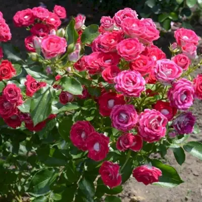 Роза ШОНЕ КОБЛЕНЦЕРИН флорибунда в Солигорске