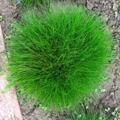 Овсяница ГОТЬЕ в Солигорске