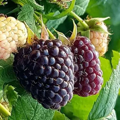 Малина БЛЭК ПОЛЬКА (ХЕБАН) в Солигорске