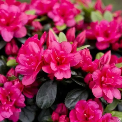 Азалия КАНЗОНЕТТА японская в Солигорске