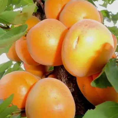 Абрикос ДЕСЕРТНЫЙ в Солигорске