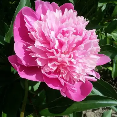 Пион ГОЛУБАЯ ХРИЗАНТЕМА травянистый в Солигорске