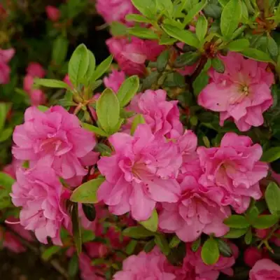 Азалия РОЗИНЕТТА японская в Солигорске