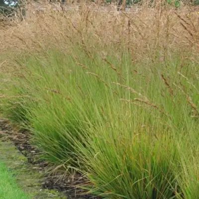 Молиния ПОЛ ПЕТЕРСОН голубая в Солигорске