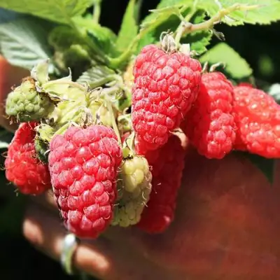 Малина ПАТРИЦИЯ в Солигорске