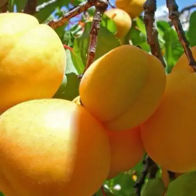 Абрикос ПАМЯТЬ ЛОЙКО в Солигорске