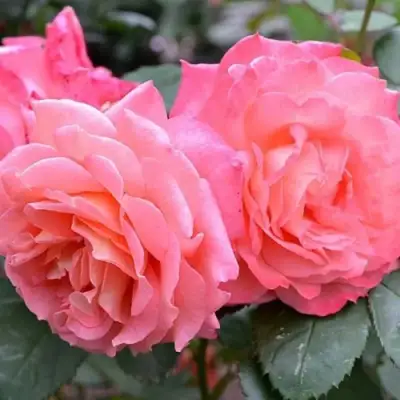 Роза ИНСТИТУТ ЛЮМЬЕР шраб в Солигорске