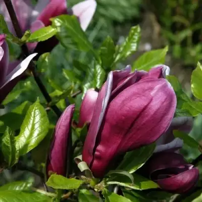 Магнолия НИГРА в Солигорске