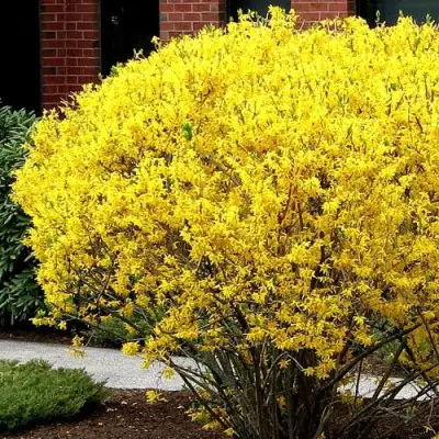 Форзиция ЛИНВУД в Солигорске