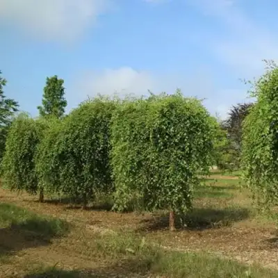 Береза САММЕР КАСКАД черная в Солигорске