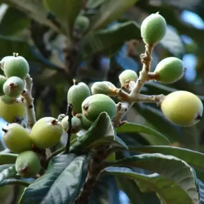 МУШМУЛА  в Солигорске