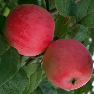 Яблоня СУЙСЛЕПСКОЕ (МАЛИНОВКА) в Солигорске