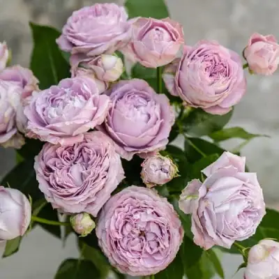 Роза ЛАВАНДЕР БАБЛС спрей в Солигорске