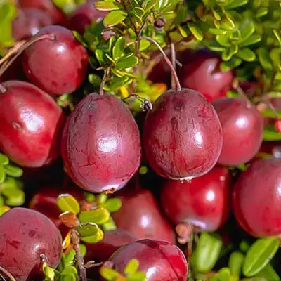 Клюква БЕН ЛИР в Солигорске