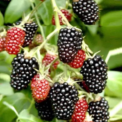 Ежемалина ДАРРОУ в Солигорске