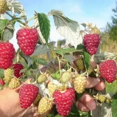 Малина ЖАР-ПТИЦА в Солигорске