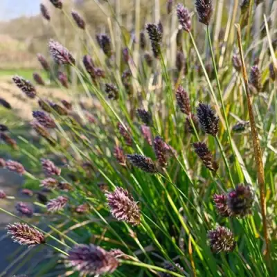 Сейслерия ХЕФЛЕРА в Солигорске