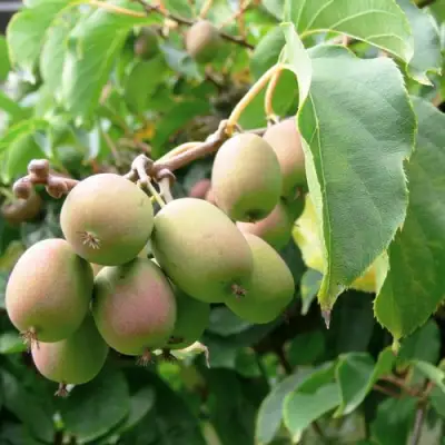 Актинидия ЛЮСИ аргута  в Солигорске