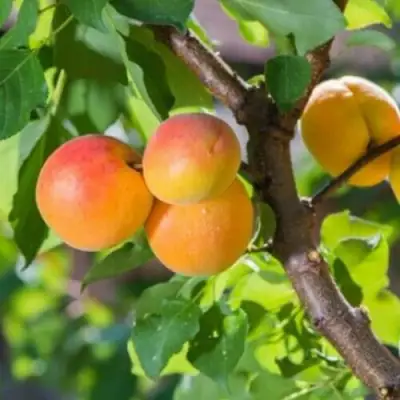 Абрикос РИТАУСМА в Солигорске