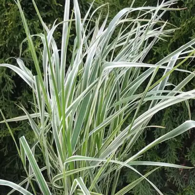 Вейник ОВЕРДАМ остроцветковый в Солигорске