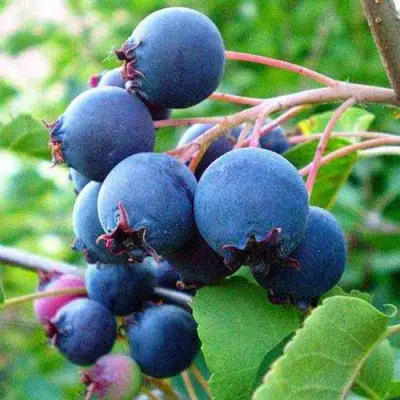 Ирга ПЕМБИНА в Солигорске