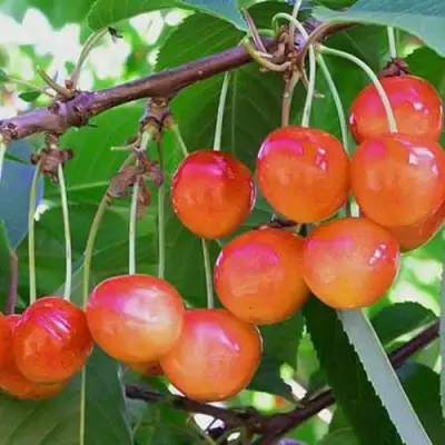 Черешня НАСЛАЖДЕНИЕ в Солигорске