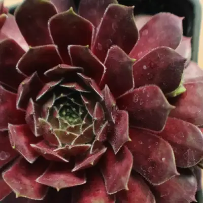 Молодило БЛЭК МОУНТЭЙН в Солигорске