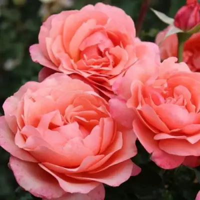 Роза КОРАЛ ЛИОНС РОУЗ флорибунда в Солигорске