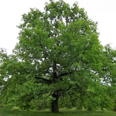 Дуб черешчатый в Солигорске